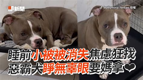 狗狗頭|惡霸犬趴媽胸口被推開 立刻「貼回去」用頭蹭蹭：不准拒絕我～